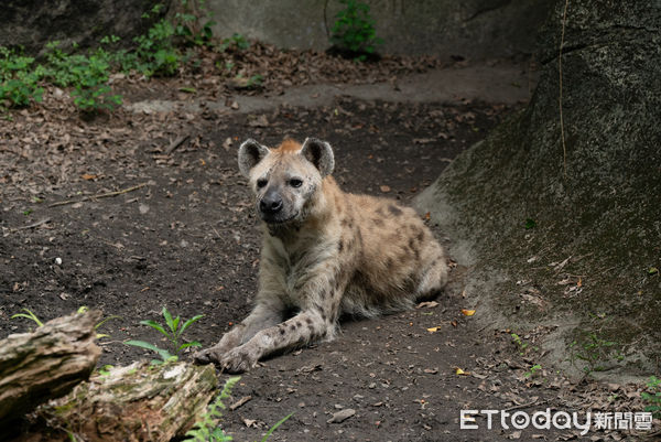 ▲斑點鬣狗（圖／台北市動物園提供）