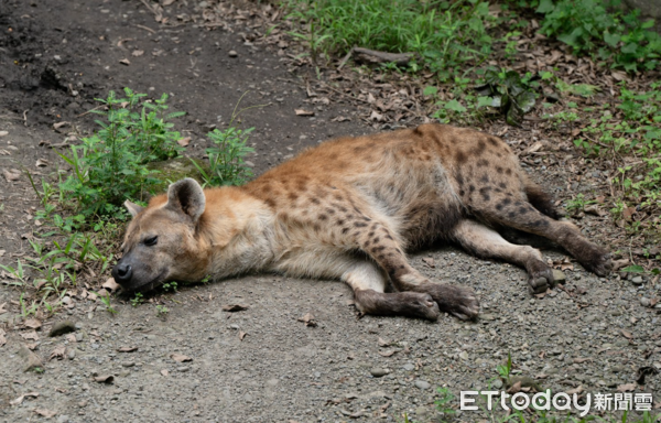 ▲斑點鬣狗（圖／台北市動物園提供）