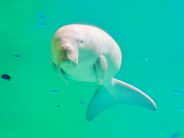 ▲儒艮。（圖／翻攝自鳥羽水族館官網）