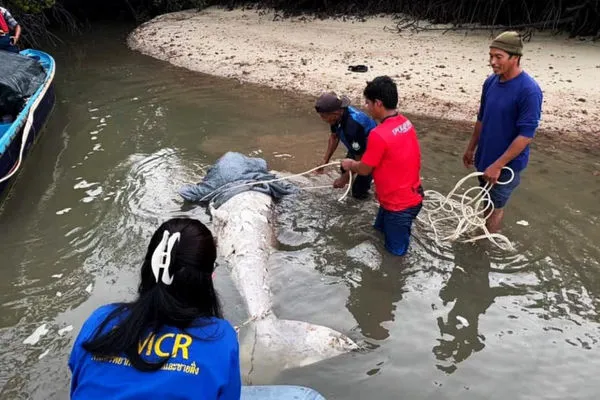 ▲▼泰國有一頭成年雄性儒艮被割下頭部後死亡。（圖／翻攝自曼谷郵報）