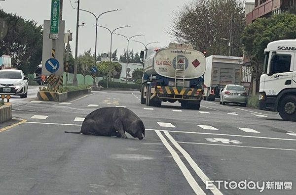 ▲一隻約200斤重大黑豬掉落車流繁忙的車道上。（圖／大園警分局提供）