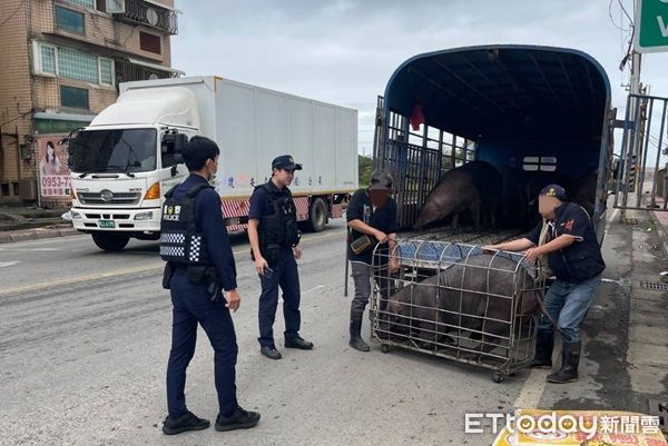 ▲▼員警與飼主合力圍捕，將大黑豬搬到貨車上。（圖／大園警分局提供）