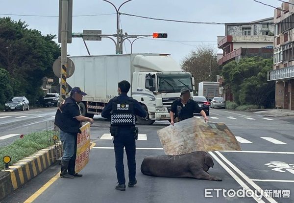 ▲▼員警與飼主合力圍捕，將大黑豬搬到貨車上。（圖／大園警分局提供）