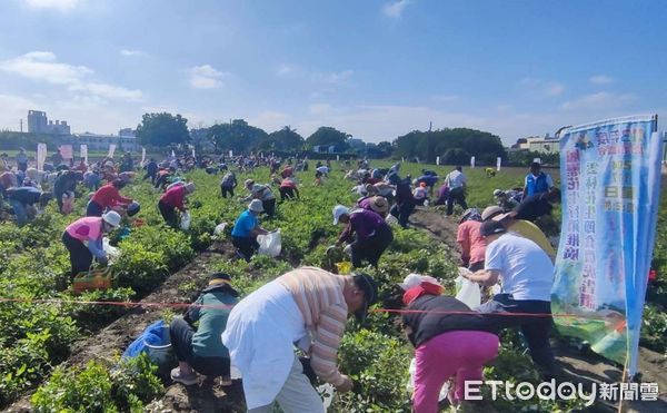 ▲雲林花生季系列活動，17日由虎尾鎮農會在158線道路空軍芒果大道對面舉辦「食農虎告讚─千人拷土豆」活動，許多來自各地民眾齊聚參與。（圖／記者王悉宇翻攝）