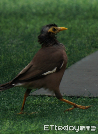 ▲蘭嶼驚見「黃色光頭鳥」張嘴散步　他捕捉精彩瞬間：短暫出家幾天（圖／網友呂縉宇提供，請勿隨意翻拍，以免侵權。）