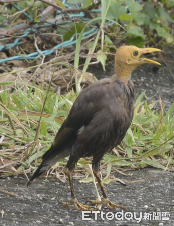 ▲蘭嶼驚見「黃色光頭鳥」張嘴散步　他捕捉精彩瞬間：短暫出家幾天（圖／網友呂縉宇提供，請勿隨意翻拍，以免侵權。）