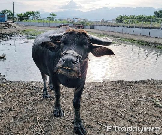 ▲水牛泡澡閨蜜關心蹭蹭　以為是「溫馨姊妹情」秒變搶位現場。（圖／牛頭司－耕牛小學堂提供，請勿隨意翻拍，以免侵權。）