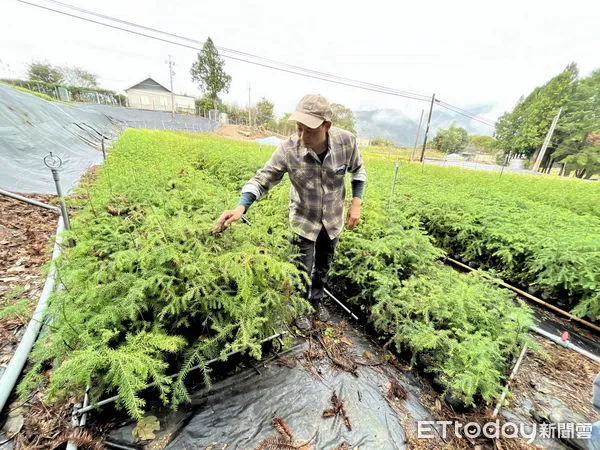 ▲苗圃監工為育苗幕後功臣。（圖／林業保育署南投分署提供，下同）