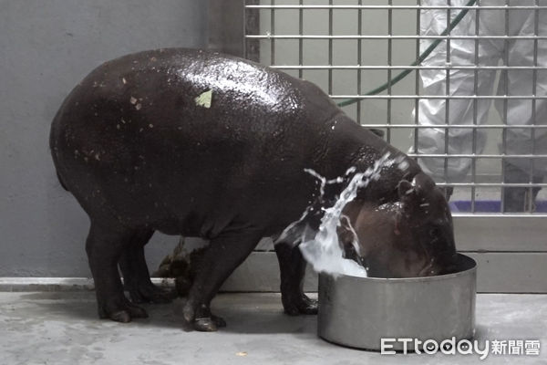 侏儒河馬Thabo。（圖／台北市立動物園提供）