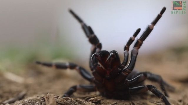 ▲▼「澳洲漏斗網蜘蛛」（funnel-web spider）。（圖／翻攝自YouTube／Australian Reptile Park）