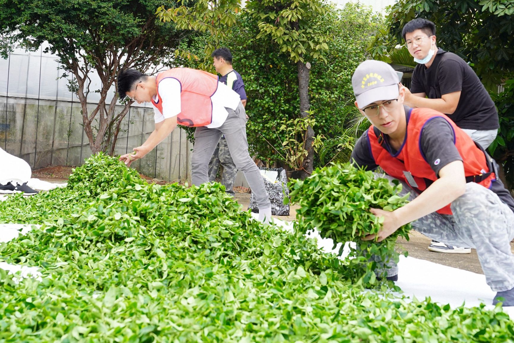 ▲全國製茶技術競賽　新北囊括冠亞季軍。（圖／新北市農業局提供）