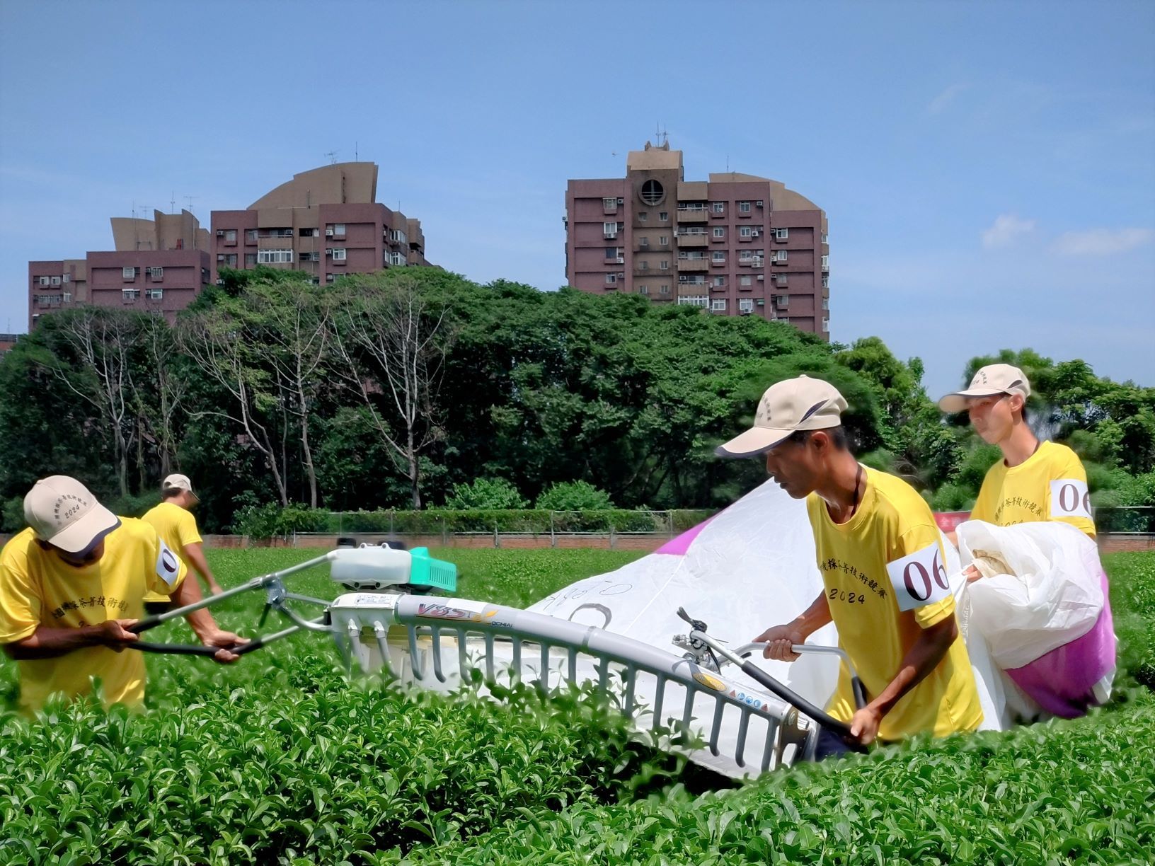 ▲全國製茶技術競賽　新北囊括冠亞季軍。（圖／新北市農業局提供）