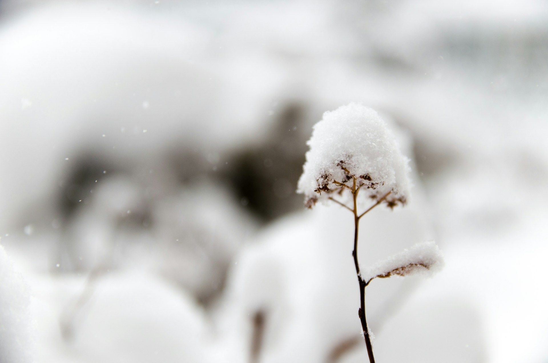 ▲小雪       。（圖／翻攝自免費圖庫unsplash）