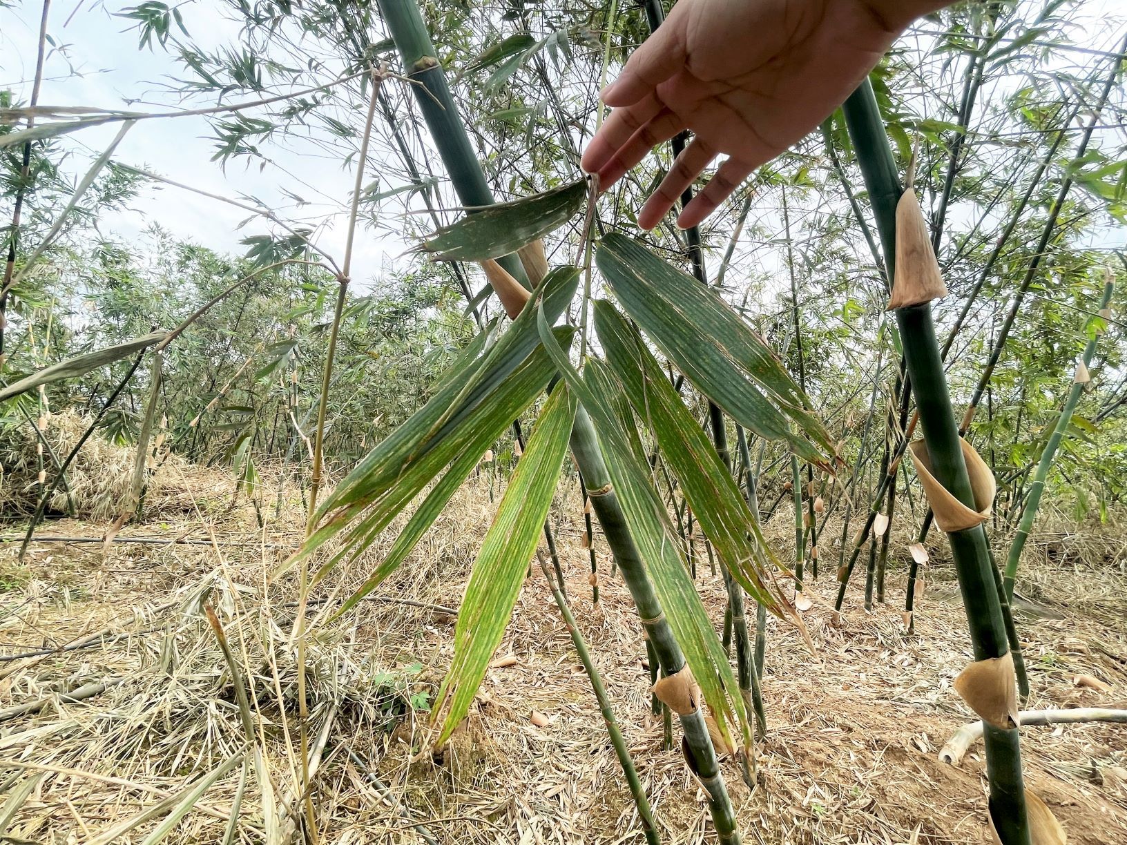 ▲新北竹筍、茭白筍天災現金救助。（圖／新北市農業局提供）