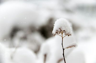 明「小雪」8生肖受幸運之神眷顧！屬牛有暗財運、第一名人氣大漲