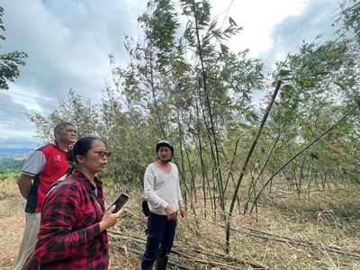 新北竹筍、茭白筍天災現金救助　12／3前可到公所申請