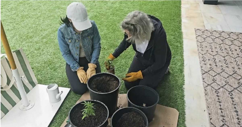 完成父親遺願！　她將「骨灰混土裡」種大麻和媽媽一起吸食