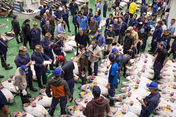 ▲▼東京豐洲市場鮪魚拍賣。（圖／©東京都中央卸売市場）