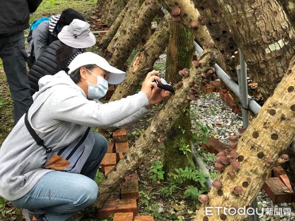 ▲▼花蓮分署將連開3場次段木香菇栽培課程，全程免費用、免報名，人來就對了。（圖／花蓮分署提供，下同）