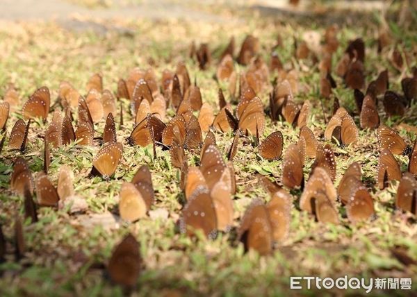 ▲茂林特有壯觀的「紫蝶幽谷」現象             。（圖／茂管處提供）