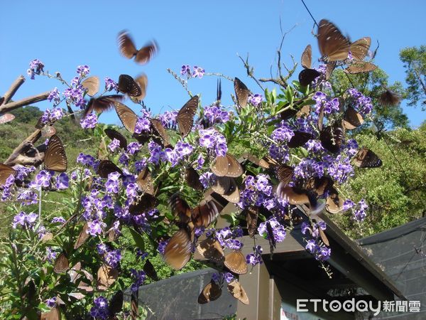 ▲茂林特有壯觀的「紫蝶幽谷」現象             。（圖／茂管處提供）