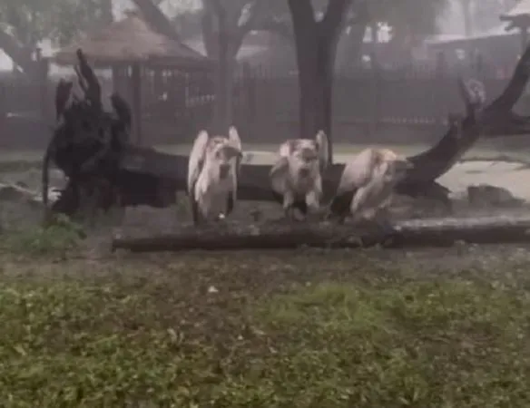 ▲動物園為躲颱風「出奇招」　帶著長腳鳥兒們撤退進廁所。（圖／翻攝自Instagram／staugalligatorfarm）