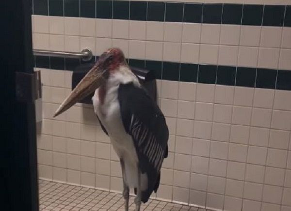 ▲動物園為躲颱風「出奇招」　帶著長腳鳥兒們撤退進廁所。（圖／翻攝自Instagram／staugalligatorfarm）