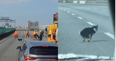 車禍受到驚嚇！柴犬國道上亂竄「還淡定拉屎」　警封路追到心累