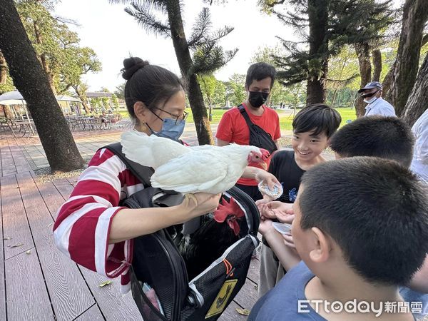 ▲來自台南永康的謝小姐，帶著1隻大公雞和1隻小母雞，一起前往台南山上花園水道博物館放風，卻意外吸引眾多入園參觀的民眾感到好奇，紛紛上前探詢。（圖／記者林東良翻攝，下同）