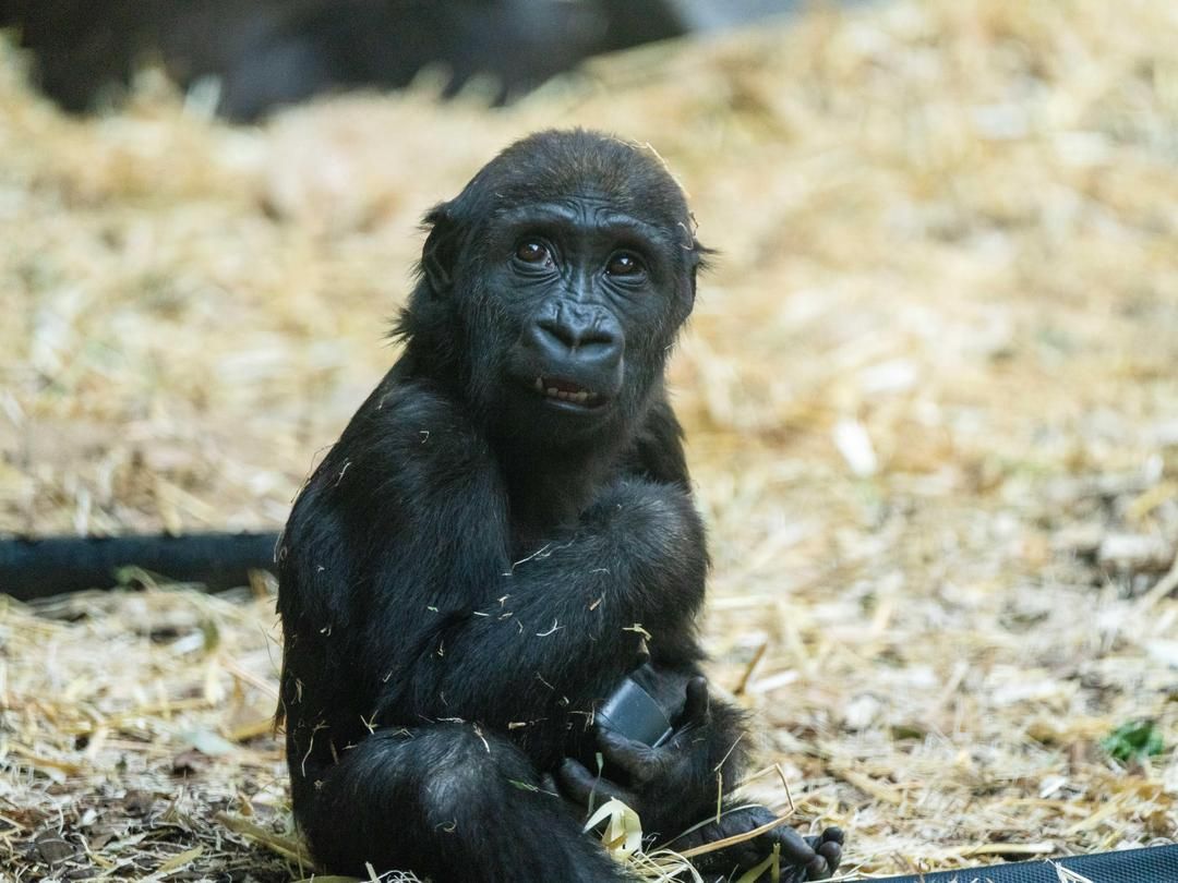 ▲▼卡加利動物園2歲大的母西部低地大猩猩Eyare四亡。（圖／Facebook／The Calgary Zoo）