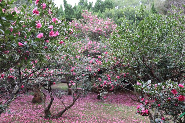 ▲「花卉試驗中心」楓樹和銀杏變色中，部分茶花也已開花。（圖／公園處提供）