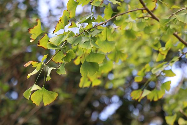 ▲「花卉試驗中心」楓樹和銀杏變色中，部分茶花也已開花。（圖／公園處提供）