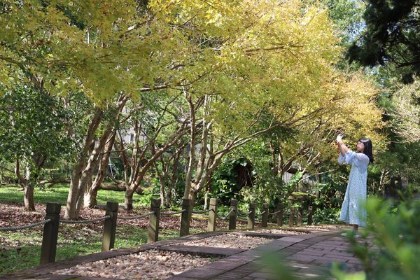 ▲「花卉試驗中心」楓樹和銀杏變色中，部分茶花也已開花。（圖／公園處提供）