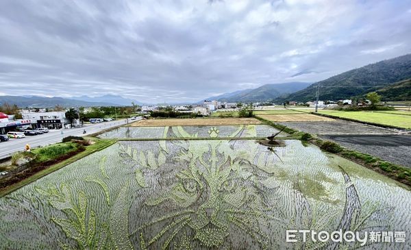 ▲關農彩繪稻田神喵報稻神秘登場 。（圖／記者楊漢聲翻攝）