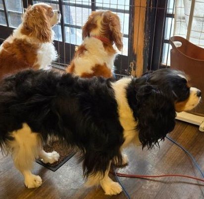 ▲居酒屋面試會被「萌犬店長」騷擾　躺大腿舔臉還可能直接睡著。（圖／翻攝自X／犬店長のいる焼き鳥居酒屋(串銀蔵)）