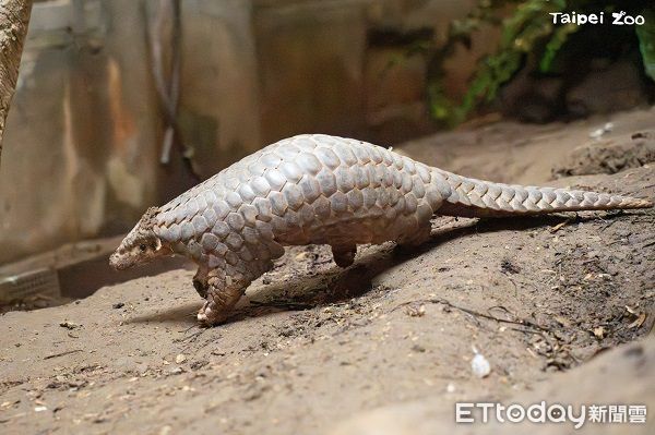 ▲動物園穿山甲家族添「雙生力軍」　寶寶命名投票活動開跑！（圖／台北市立動物園提供，請勿隨意翻拍，以免侵權。）