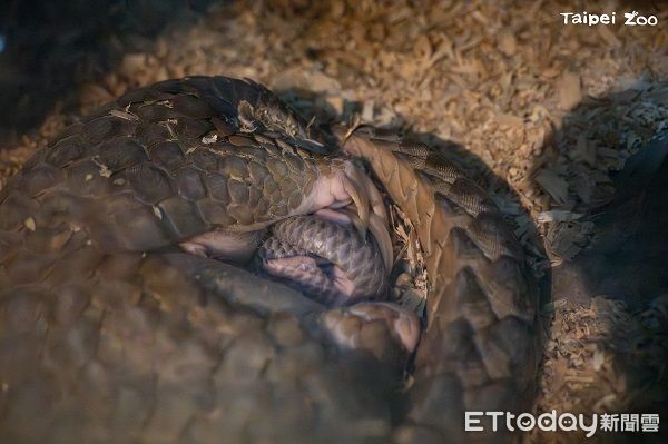 ▲動物園穿山甲家族添「雙生力軍」　寶寶命名投票活動開跑！（圖／台北市立動物園提供，請勿隨意翻拍，以免侵權。）