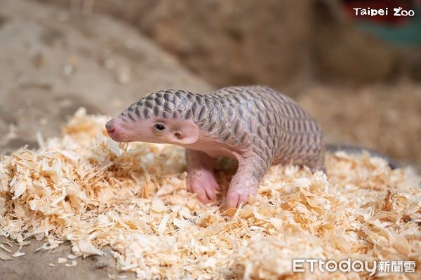 ▲動物園穿山甲家族添「雙生力軍」　寶寶命名投票活動開跑！（圖／台北市立動物園提供，請勿隨意翻拍，以免侵權。）