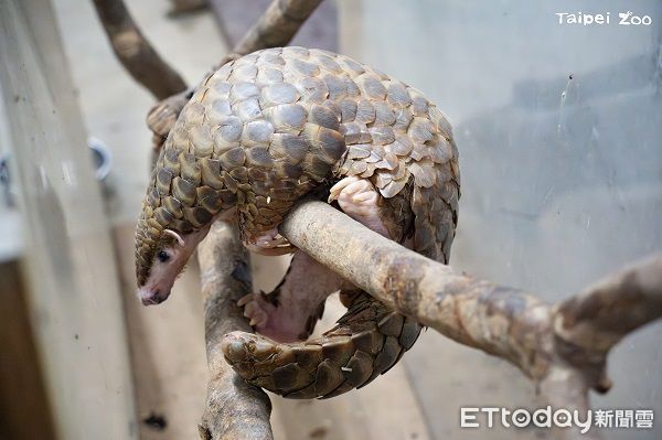 ▲動物園穿山甲家族添「雙生力軍」　寶寶命名投票活動開跑！（圖／台北市立動物園提供，請勿隨意翻拍，以免侵權。）