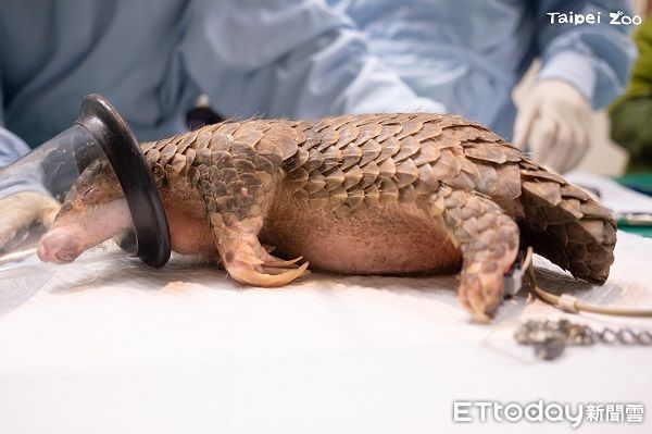 ▲動物園穿山甲家族添「雙生力軍」　寶寶命名投票活動開跑！（圖／台北市立動物園提供，請勿隨意翻拍，以免侵權。）