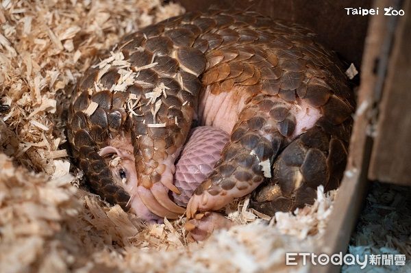 ▲動物園穿山甲家族添「雙生力軍」　寶寶命名投票活動開跑！（圖／台北市立動物園提供，請勿隨意翻拍，以免侵權。）