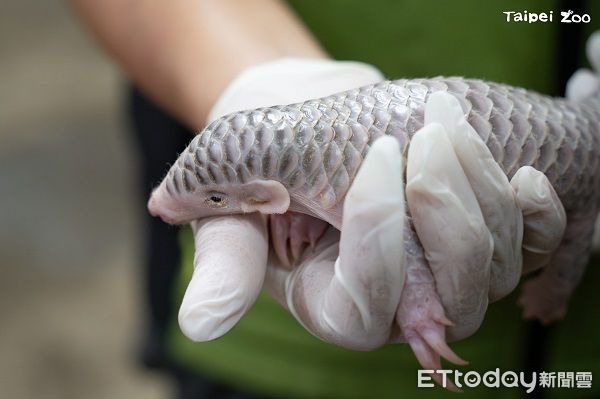 ▲動物園穿山甲家族添「雙生力軍」　寶寶命名投票活動開跑！（圖／台北市立動物園提供，請勿隨意翻拍，以免侵權。）