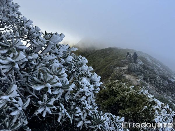 ▲入冬以來首波大陸冷氣團襲台，雪霸山區高山植物植株如玉山圓柏或玉山杜鵑均覆蓋層層冰霜。（圖／雪霸國家公園管理處提供）