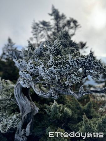 ▲入冬以來首波大陸冷氣團襲台，雪霸山區高山植物植株如玉山圓柏或玉山杜鵑均覆蓋層層冰霜。（圖／雪霸國家公園管理處提供）