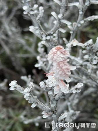 ▲入冬以來首波大陸冷氣團襲台，雪霸山區高山植物植株如玉山圓柏或玉山杜鵑均覆蓋層層冰霜。（圖／雪霸國家公園管理處提供）