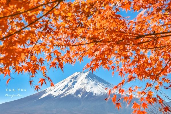 ▲▼爬上398層階梯眺望絕美富士山景！紅葉層層堆疊宛如仙境、超出片。（圖／部落客周花花提供）