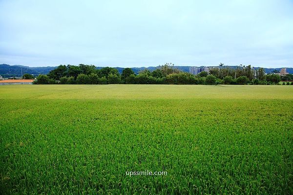 ▲▼隱藏農會裡的網美咖啡廳！落地窗邊最佳打卡點　整片田野盡收眼底。（圖／部落客萍子提供）