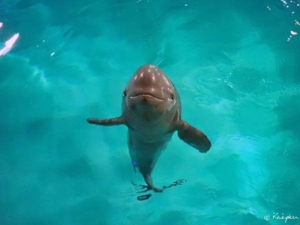 ▲（圖／翻攝自市立下關水族館海響館官網）