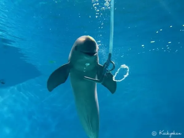 ▲（圖／翻攝自市立下關水族館海響館官網）