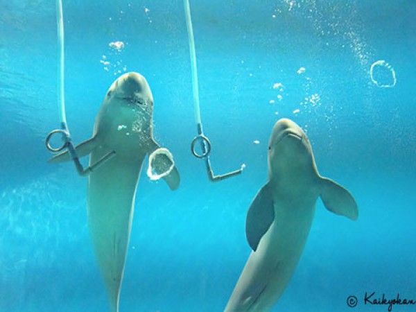 ▲（圖／翻攝自市立下關水族館海響館官網）